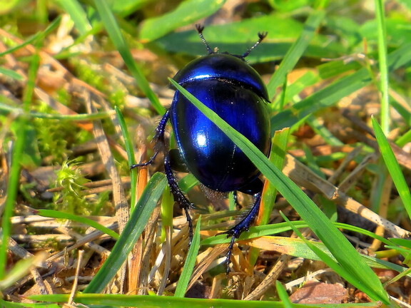 Żuk