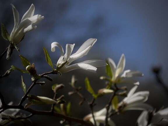 Biala magnolia