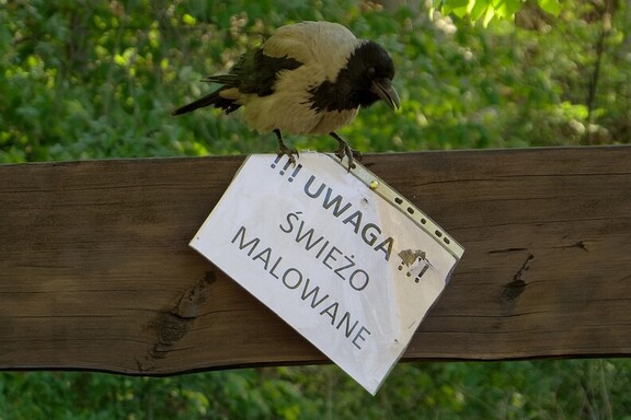Świeżo malowane
